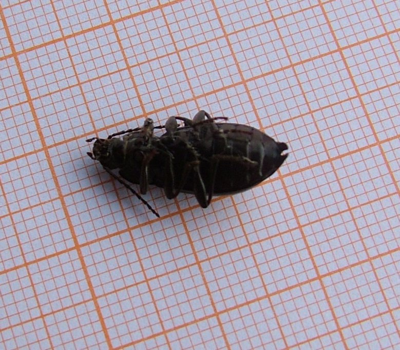 Stenomax piceus (Coleoptera, Tenebrionidae)
